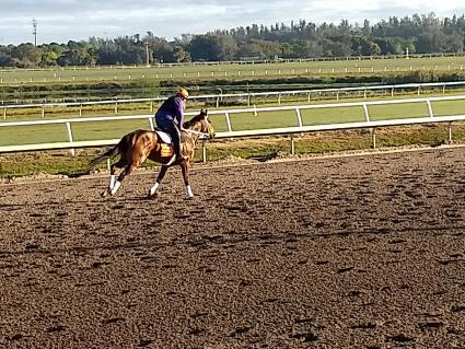 Solar training at Palm Meadows on February 4, 2020 (Robb Levinsky)