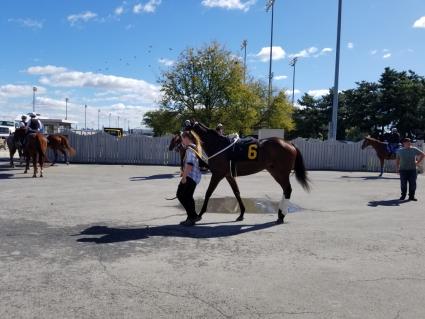 Solar in race 3 at the Meadowlands on October 4, 2019 (Jack Czajkowski)