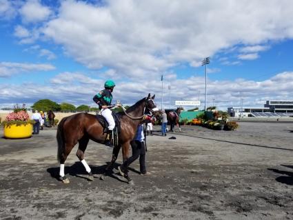 Solar in race 3 at the Meadowlands on October 4, 2019 (Jack Czajkowski)