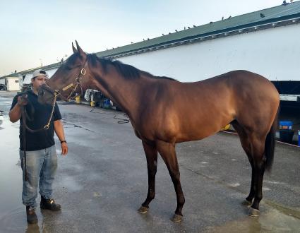 Two year old Florida bred filly by Soldat at Gulfstream Park on June 24, 2019 (Robb Levinsky)