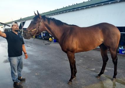 Two year old Florida bred filly by Soldat at Gulfstream Park on June 24, 2019 (Robb Levinsky)