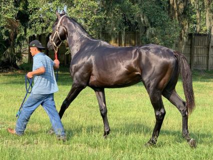 Jump Start colt Start a Fire training at T-Square Stud on May 28, 2019 (Adam Parker)