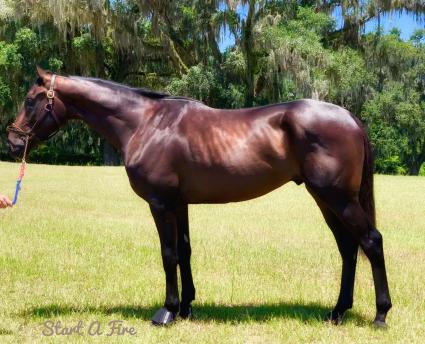 Jump Start colt Start a Fire at T-Square Stud before heading to Monmouth Park on May 29, 2019 (Adam Parker)