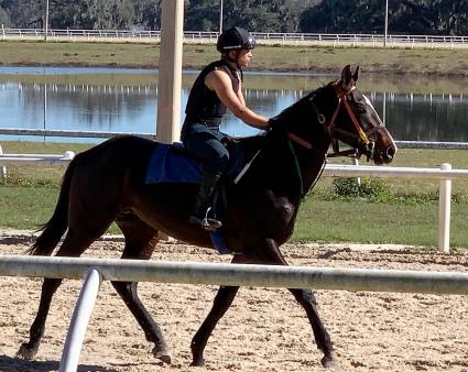 Jump Start colt Start a Fire at T-Square Stud on January 18, 2019 (Adam Parker)