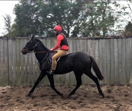 Jump Start yearling Start a Fire at T-Square Stud on December 13, 2018 (Adam Parker)