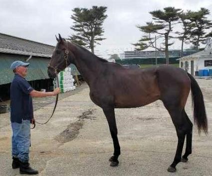 Jump Start colt Start a Fire arrives at Monmouth Park on May 30, 2019