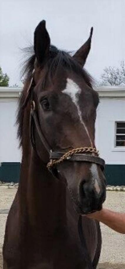 Jump Start colt Start a Fire arrives at Monmouth Park on May 30, 2019