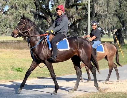 Jump Start Colt Start a Fire first day of training on the track at T-Square Stud (Adam Parker)