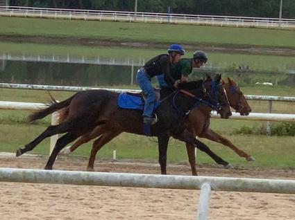 Jump Start colt Start a Fire training at T-Square Stud on March 30, 2019 (Adam Parker)