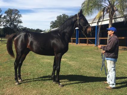 Start a Fire, yearling colt by Jump Start, at T-Square Stud on November 28, 2018 (Adam Parker)