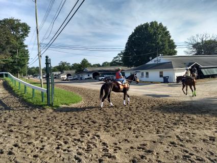 Smarty Cat training at Monmouth Park on August 22, 2019 (Robb Levinsky)