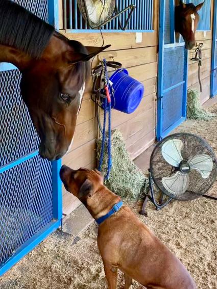 Jump Start colt Start a Fire with Ranger at T-Square Stud on May 29, 2019 (Adam Parker)