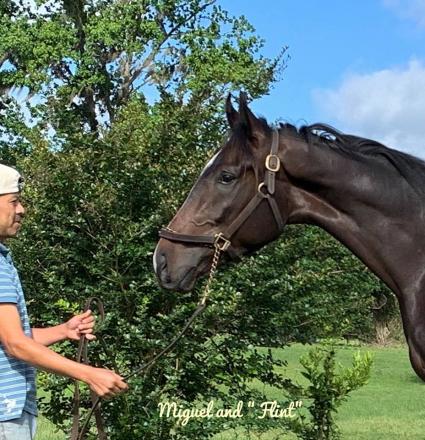 Jump Start colt Start a Fire at T-Square Stud on April 20, 2019 (Adam Parker)