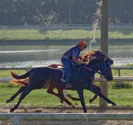 Jump Start colt Start a Fire training at T-Square Stud on May 11, 2019 (Adam Parker)