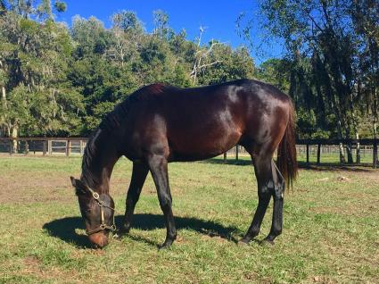 Jump Start Colt Start a Fire at T-Square Stud on December 3, 2018 (Adam Parker)