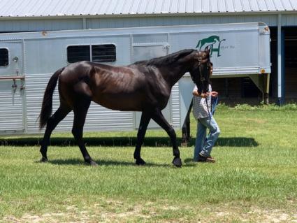 Jump Start colt Start a Fire at T-Square Stud on May 29, 2019 (Adam Parker)