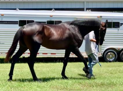 Jump Start colt Start a Fire at T-Square Stud on May 29, 2019 (Adam Parker)