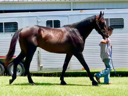 Jump Start colt Start a Fire at T-Square Stud on May 29, 2019 (Adam Parker)