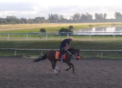 Street Facts gallops at Palm Meadows on December 29, 2021 (Kelly Breen)