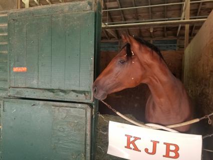 Street Facts in his stall at Monmouth Park on September 2, 2021 (George Katzenberger)