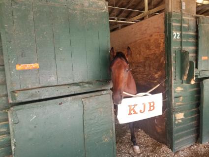 Street Facts in his stall at Monmouth Park on September 2, 2021 (George Katzenberger)