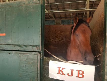 Street Facts in his stall at Monmouth Park on September 2, 2021 (George Katzenberger)