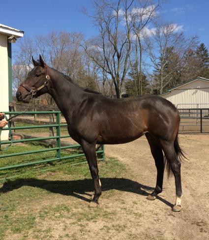 Super Saver colt at Sunset Meadow Farm (April 2018)