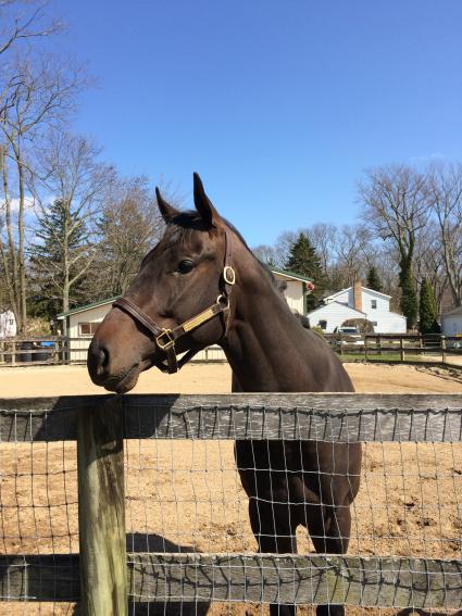 Super Saver colt at Sunset Meadow Farm