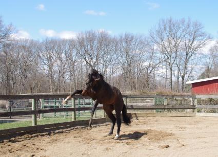 Super Saver colt at Sunset Meadow Farm (April 2018)