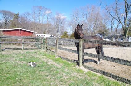 Super Saver colt at Sunset Meadow Farm (April 2018)