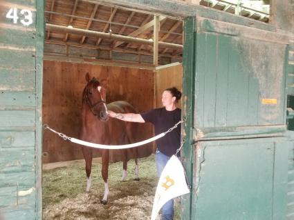 Tessa P in her stall at Monmouth Park on June 11, 2021 (George Katzenberger)