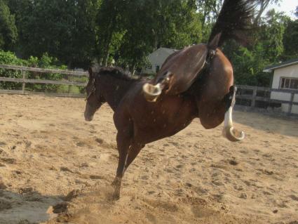 Tracy Ann's Legacy at Sunset Meadow Farm on September 15, 2021 (Jeanne Vuyosevich)