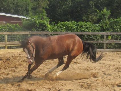 Tracy Ann's Legacy at Sunset Meadow Farm on September 15, 2021 (Jeanne Vuyosevich)