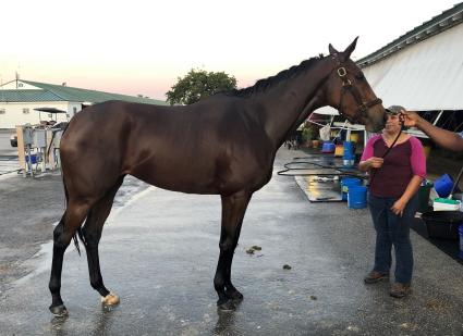 Trilby gets a bath at Gulfstream Park on March 18, 2020 (Ronnie Spatz)