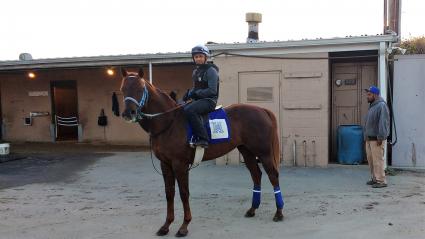 Two year old Congrats colt Two Fifty Coup at Los Alamitos, trained by Jerry Hollendorfer (Robb Levinsky)