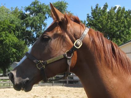 U Kant Whip It at Sunset Meadow Farm on September 22, 2022 (Jeanne Vuyosevich)