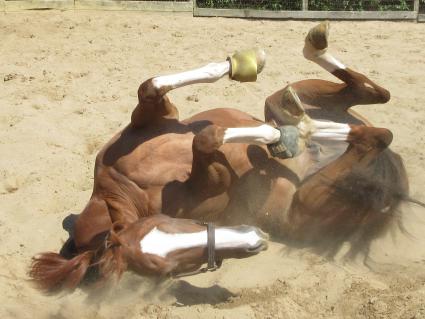 U Kant Whip It at Sunset Meadow Farm on September 22, 2022 (Jeanne Vuyosevich)