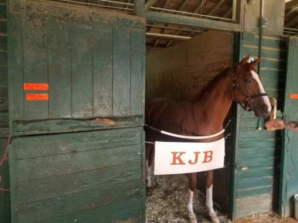 U Kant Whip It in his stall at Monmouth Park on June 11, 2021 (George Katzenberger)