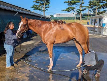 U Kant Whip It getting a bath at Monmouth Park on July 2, 2023 (Scott Schaub)