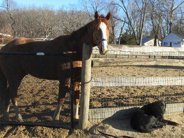 U Kant Whip It and Harry at Sunset Meadow Farm on January 8, 2022 (Jeanne Vuyosevich)