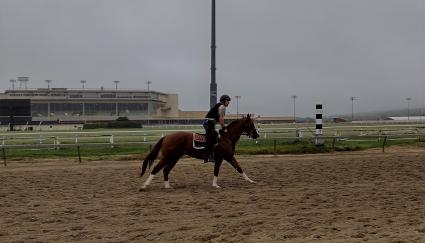 U Kant Whip It training at Penn National on October 5, 2021 (Mark Salvaggio)