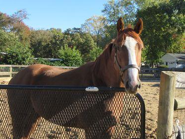 U Kant Whip It at Sunset Meadow Farm on October 20, 2022 (Jeanne Vuyosevich)