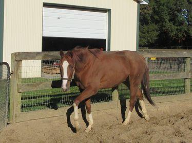 U Kant Whip It at Sunset Meadow Farm on October 20, 2022 (Jeanne Vuyosevich)