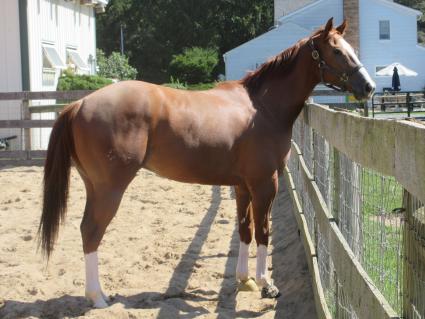 U Kant Whip It at Sunset Meadow Farm on September 22, 2022 (Jeanne Vuyosevich)