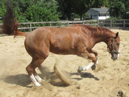 U Kant Whip It at Sunset Meadow Farm on September 22, 2022 (Jeanne Vuyosevich)