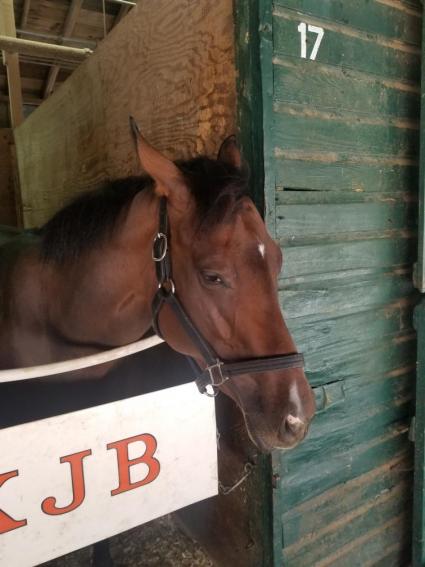 Without a Net in her stall at Monmouth Park on July 27, 2022 (George Katzenberger)