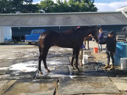 Super Saver colt You Betcha getting a bath at Monmouth Park (Jack Czajkowski)