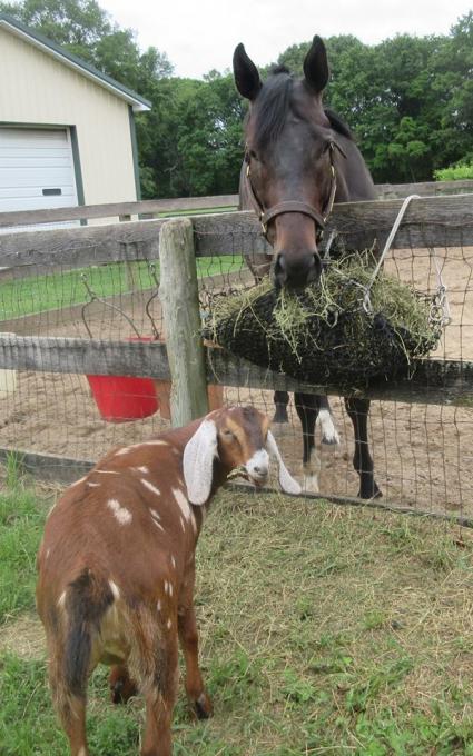 Super Saver colt You Betcha at Sunset Meadow Farm (Jeanne Vuyosevich)