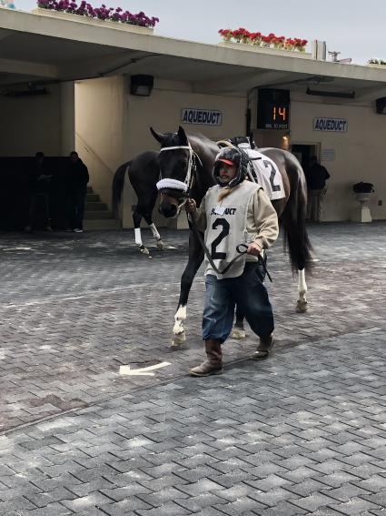 You Betcha makes his debut in race 1 at Aqueduct on November 21, 2018 (Mike Perullo)