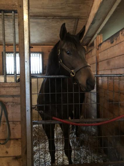 Two year old Super Saver colt You Betcha at Sunset Meadow Farm (Mike Perullo)